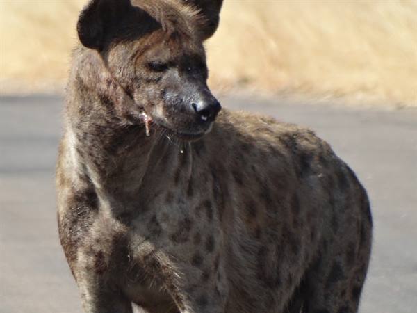 Hyena