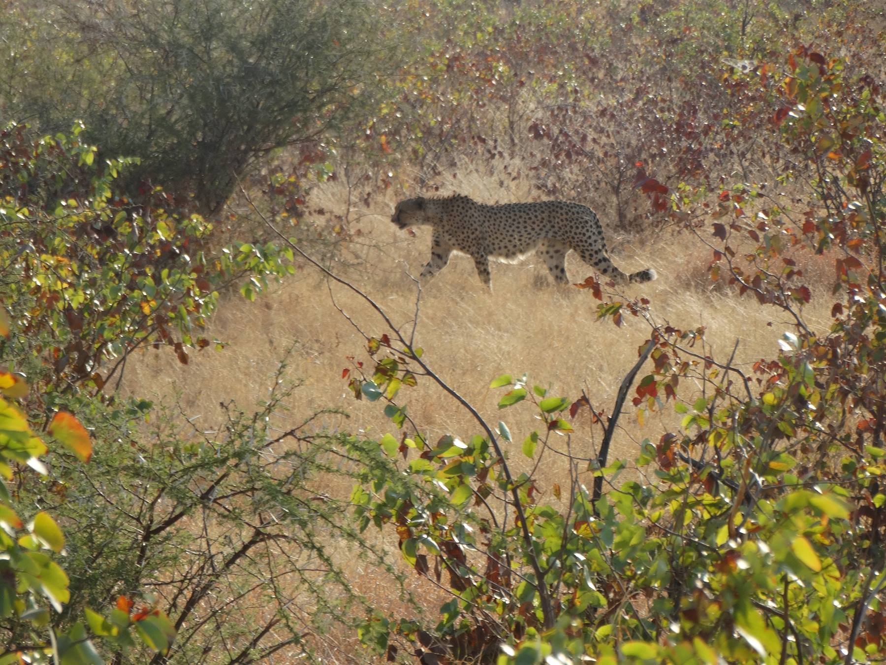 Cheetah.