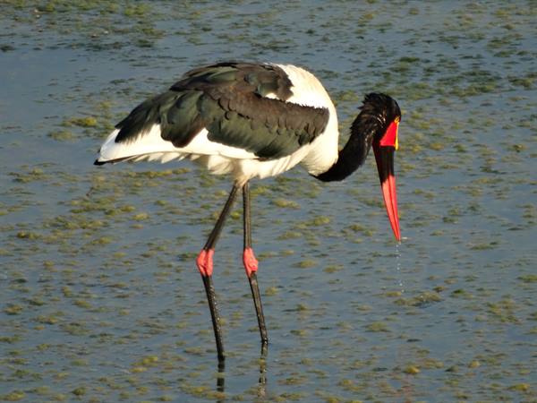 Saddle-billed stork foraging in shallow water, black and white plumage, red bill