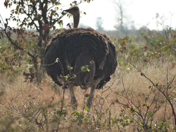 Ostrich with dark feathers among dry grass and bushes in savanna