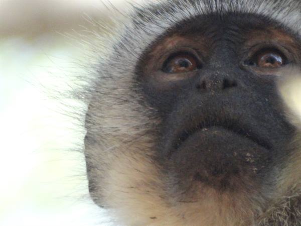 Vervet monkey.