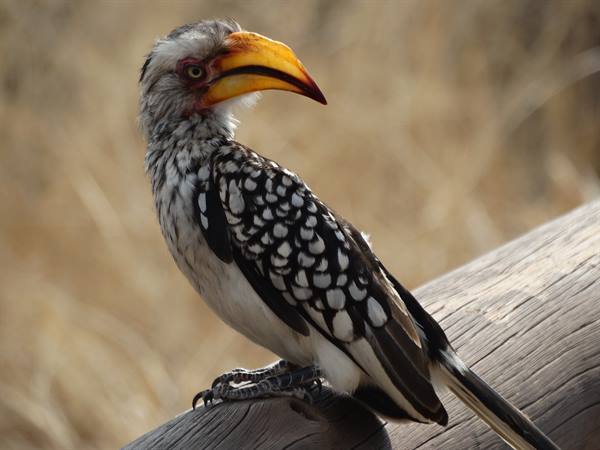 Yellow-billed hornbill perched on a wooden log among dry grass