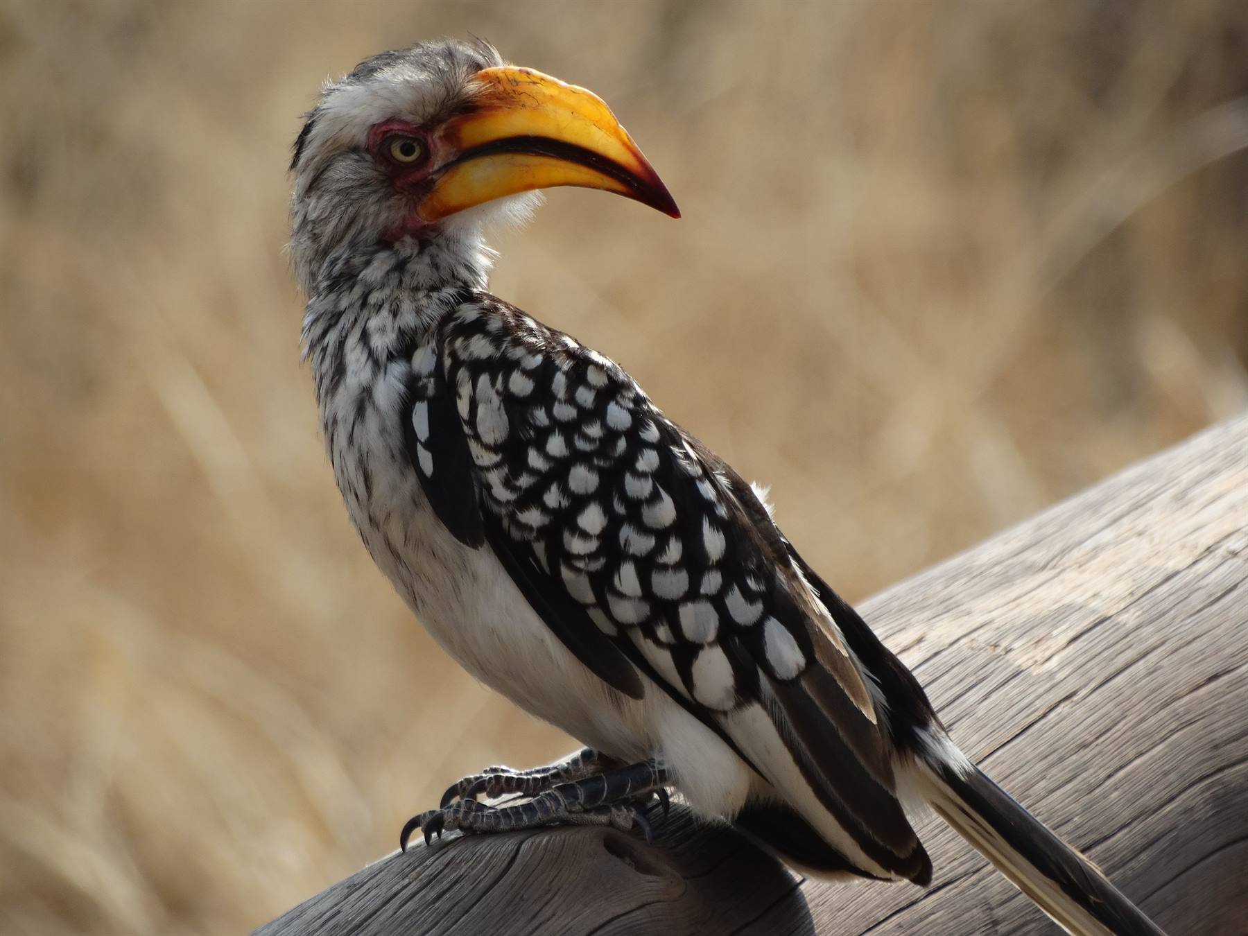 Yellow-billed hornbill perched on a wooden log among dry grass