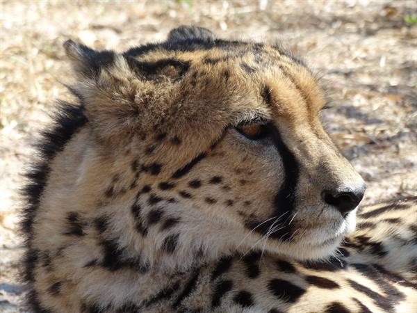 Cheetah resting in sunlight, black spots on fur, natural light
