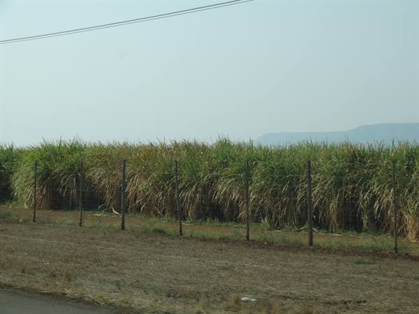 Sugar cane