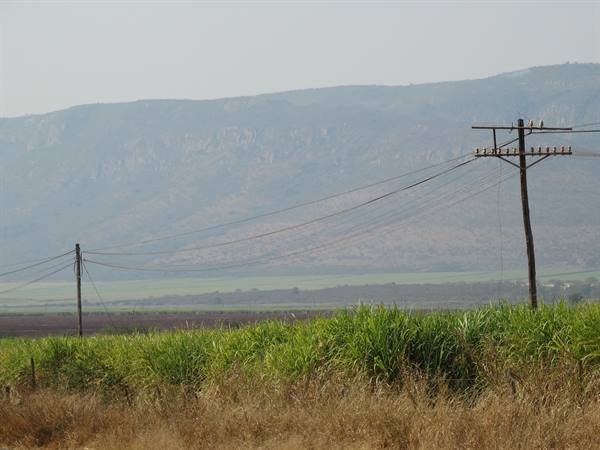 Sugar cane