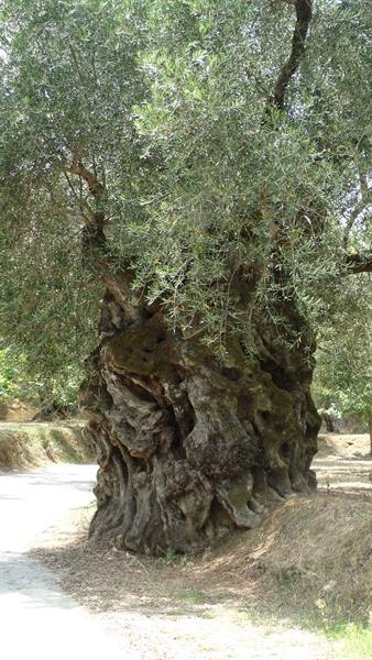 Medieval olive trees