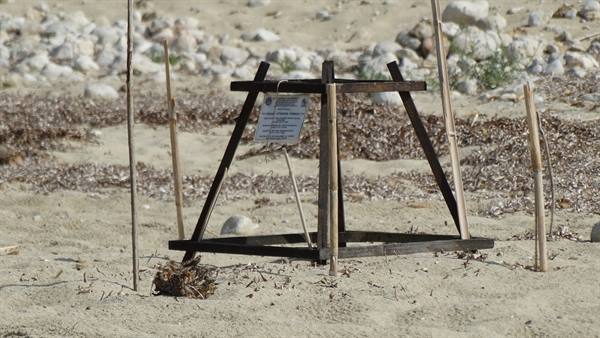Caretta caretta nest