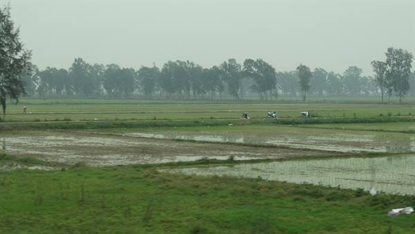 rice fields..