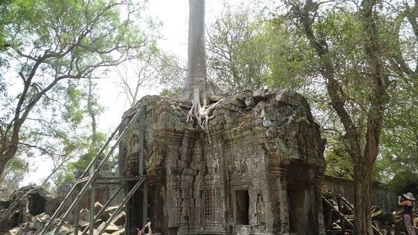 Tree roots sprawl over carved stone walls at Ta Prohm temple