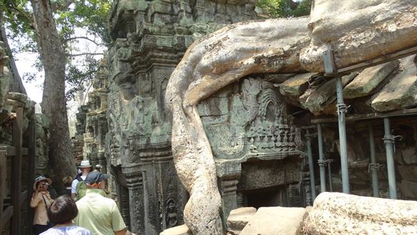 Giant roots wrap around carved stone at Ta Prohm temple, tourists watching