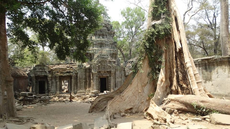 Radici giganti inghiottono le rovine di pietra del tempio di Ta Prohm