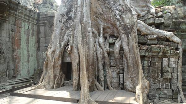 Giant tree roots engulfing the stone ruins of Ta Prohm temple