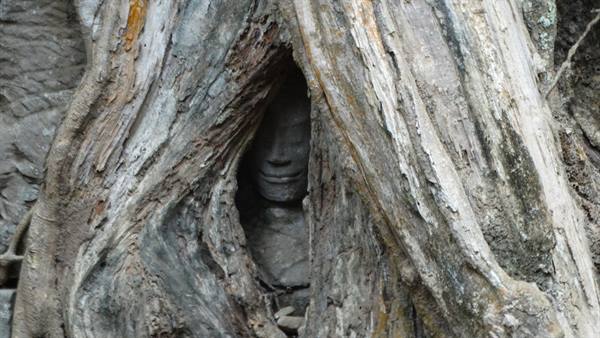 Stone Buddha face entwined in tree roots at Ta Prohm