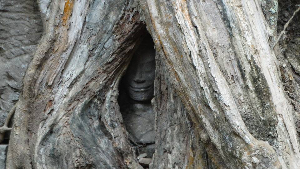 Volte di pietra intrisa tra le radici degli alberi a Ta Prohm
