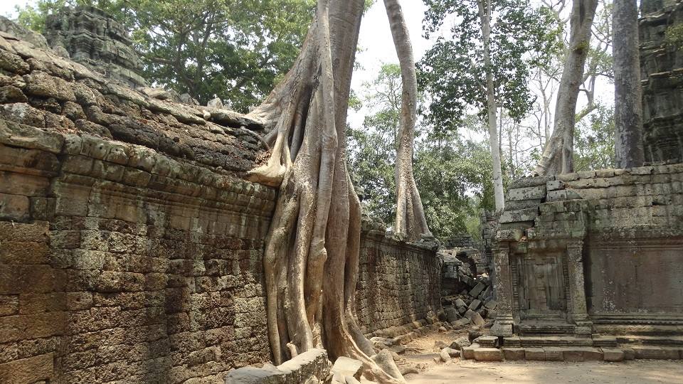 Radici giganti avvolgono le mura di pietra del tempio di Ta Prohm