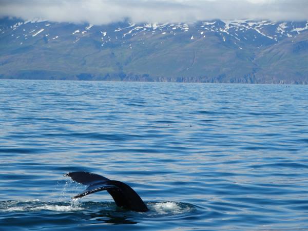 Whale tail rises from the sea before snow-dusted mountains under clouds