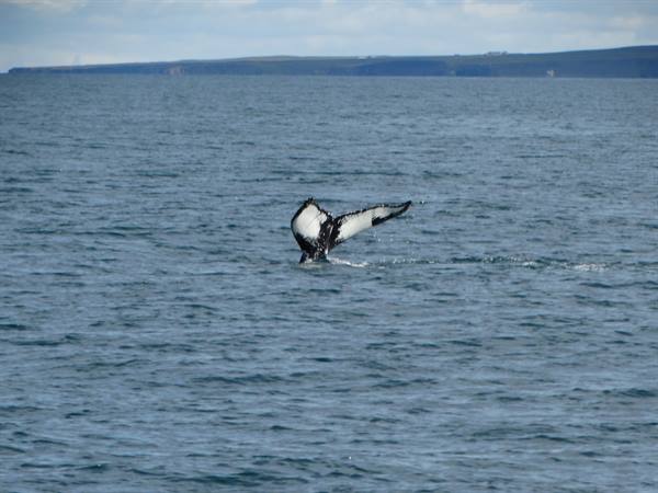 Black and white whale tail rises from the sea near a rocky coastline