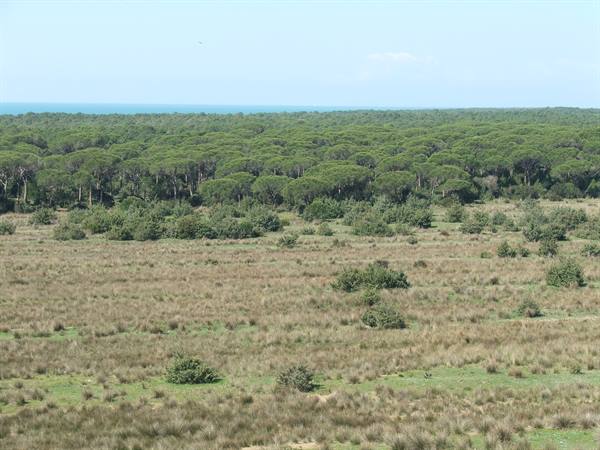 Pine forest and dry grassland stretching toward the bright sea