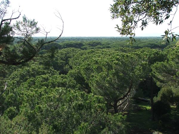 Endless maritime pine forest seen from above through branches