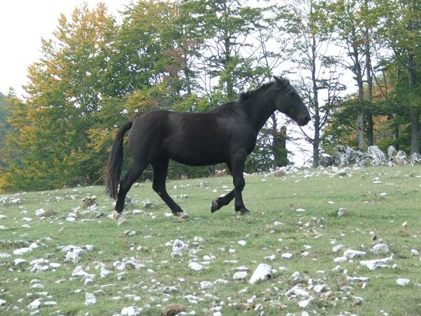 Monte Livata,horses running free