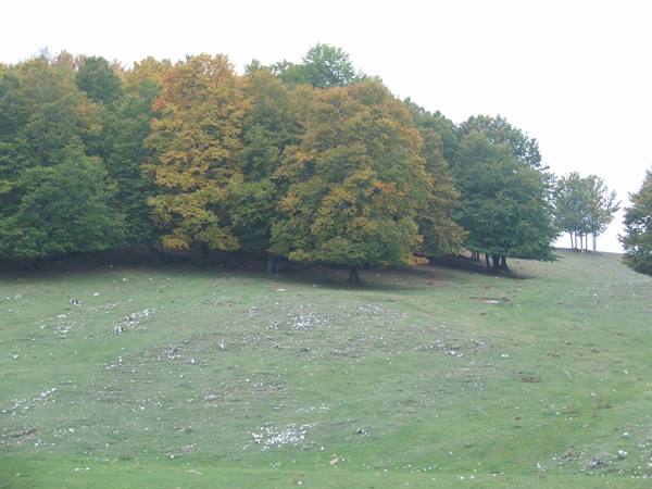 Monte Livata,autumn colors