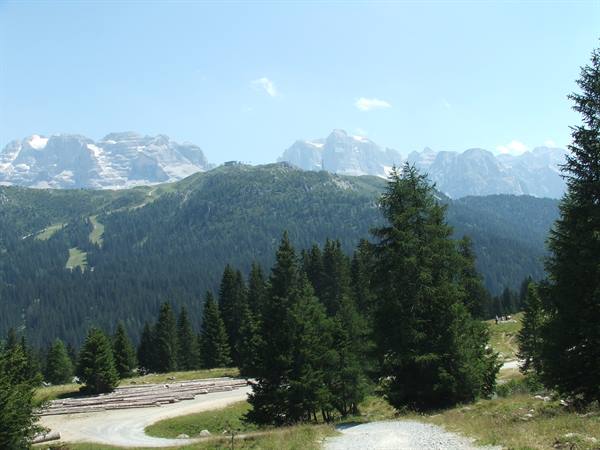 Firs and cut logs by a gravel road, white dolomite peaks beyond