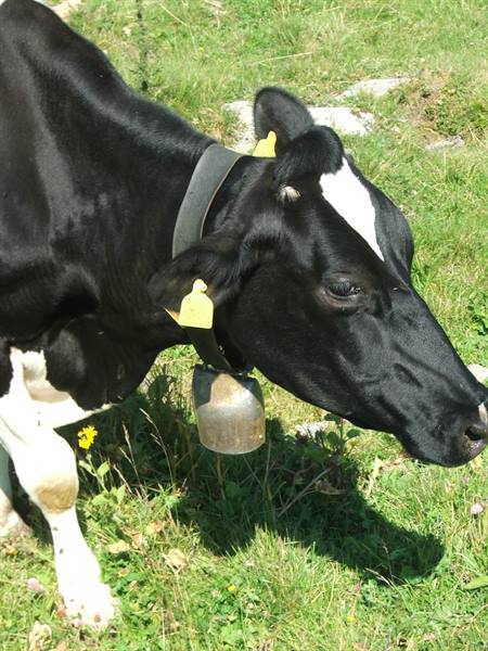 Black and white cow with metal bell and yellow ear tags, grazing