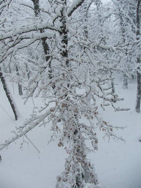 snowfall