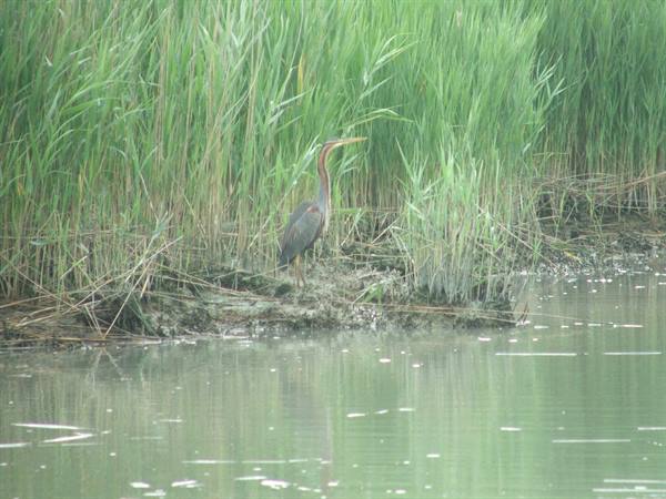 Delta Park,rare specimen of purple heron