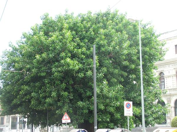 ...ficus magnoloides