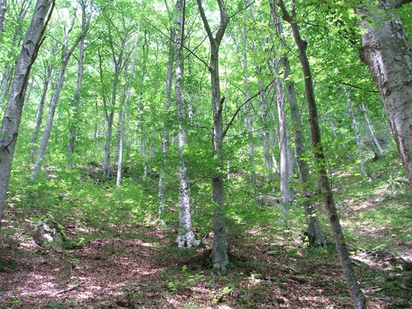 San Leonardo beech wood