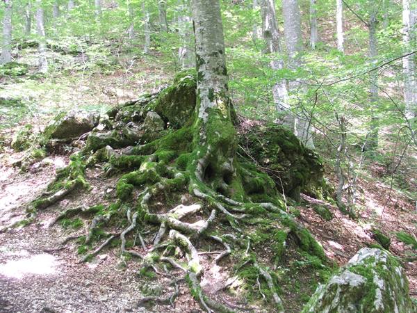 beeches