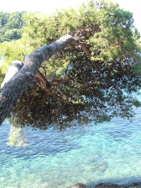 incredible sea