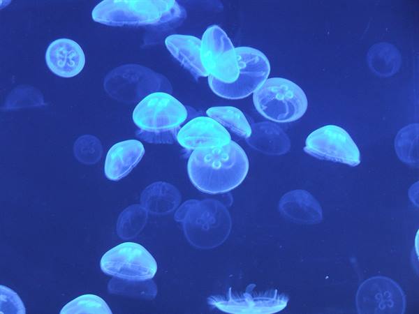 Oceanogràfic, jellyfish