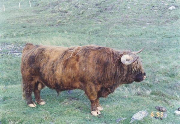 bull