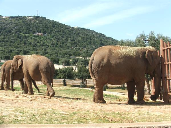 Fasano, Zoo Safari