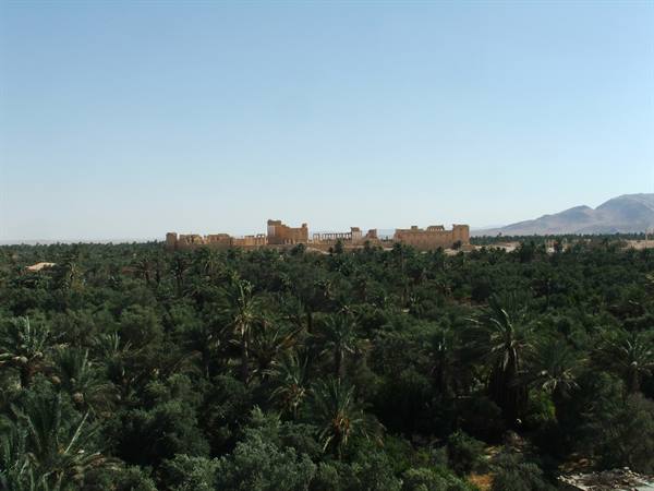 Palmyra