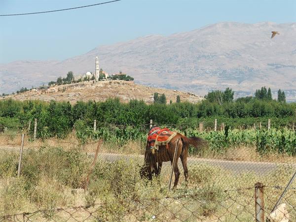Saddled horse grazing by the roadside, minaret on hill behind