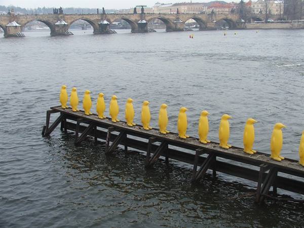 Penguins on the Vltava
