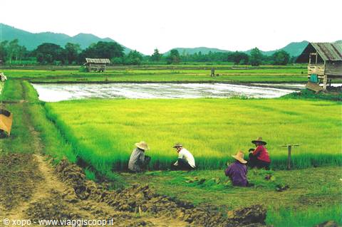 Farmers in straw hats tend bright green rice paddies, wooden huts and mountains behind