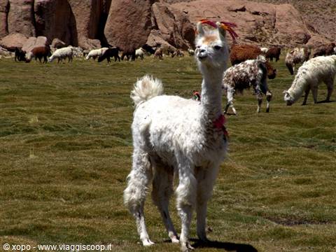 White llama with red ribbon grazing among red rocks, Bolivian Altiplano