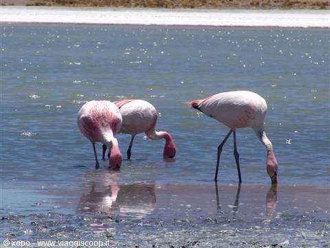 Three pink flamingos feeding in the shallow water of a salt lagoon