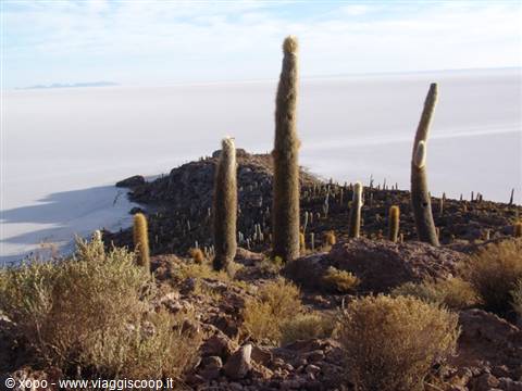 Incahuasi Island, giant cacti on volcanic rock at Salar de Uyuni