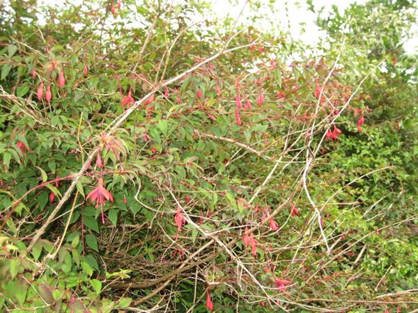 Wild fuchsia