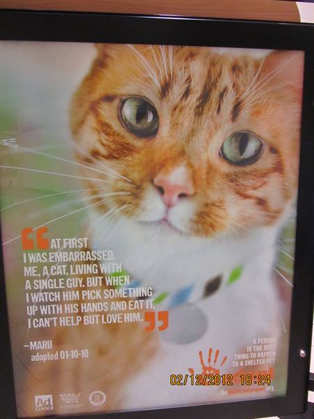 The end....Florida ...adopt a kitty!