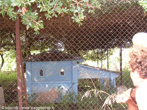 Peacock cage built by a prisoner