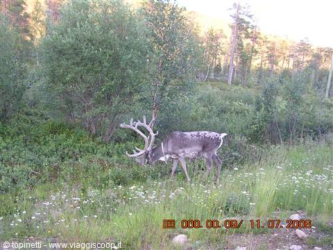 Reindeer ( one of the hundreds encountered )