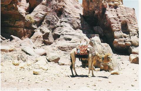 Camel with colorful blankets among pink sandstone rocks of Petra