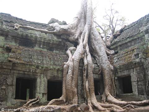 Angkor Wat - The nature of the forest